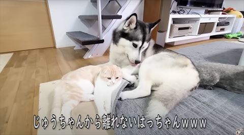 寄り添う猫とハスキー正面