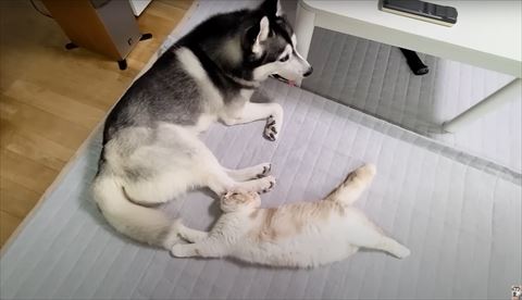 ハスキーと猫