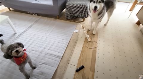 プードルとハスキー