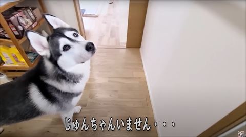 じゅんちゃんいませんテロップ