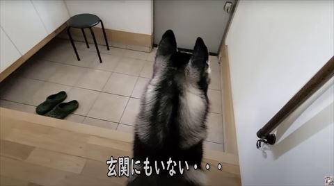 玄関を見るハスキー