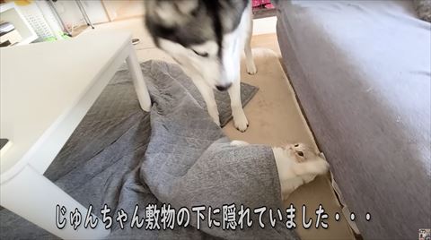 カーペットから顔をだす猫