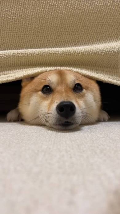 柴犬 はなちゃん お耳がぴょん