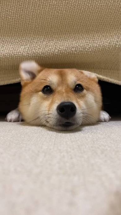 柴犬 はなちゃん お耳がぴょん