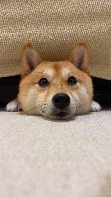 柴犬 はなちゃん お耳がぴょん