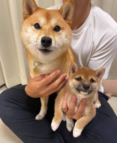 柴犬 はなちゃん お耳がぴょん