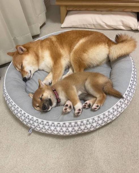 柴犬 はなちゃん お耳がぴょん