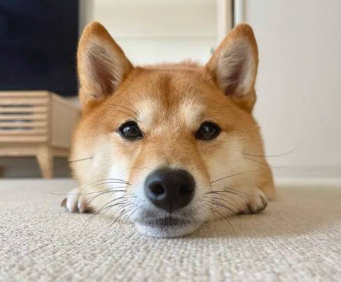 柴犬 はなちゃん お耳がぴょん