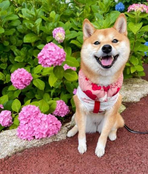 柴犬 はなちゃん お耳がぴょん