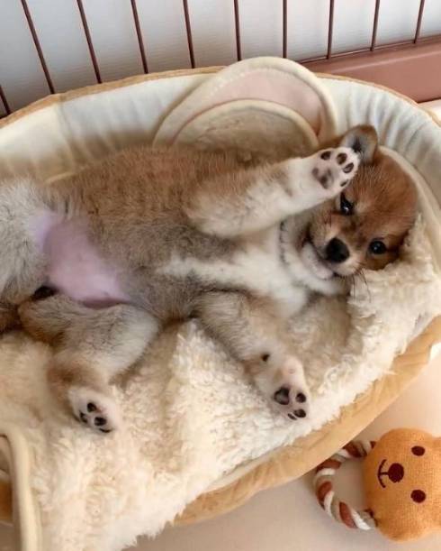 柴犬 はなちゃん お耳がぴょん