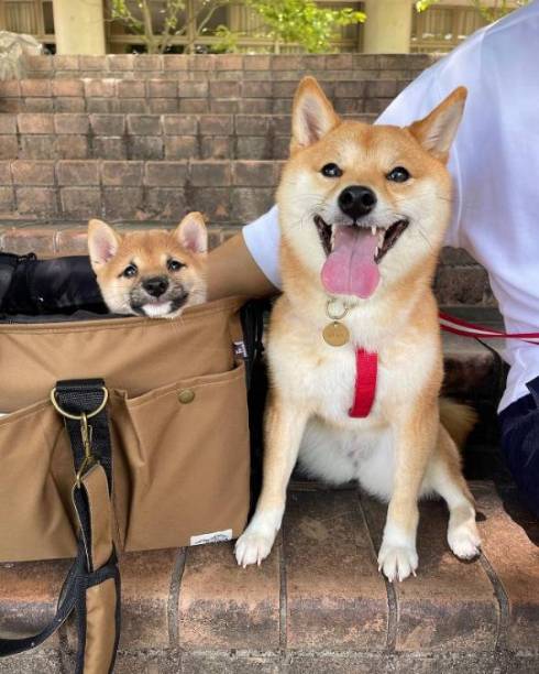 柴犬 はなちゃん お耳がぴょん