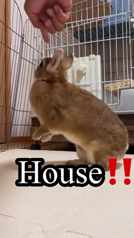 かしこいウサギ