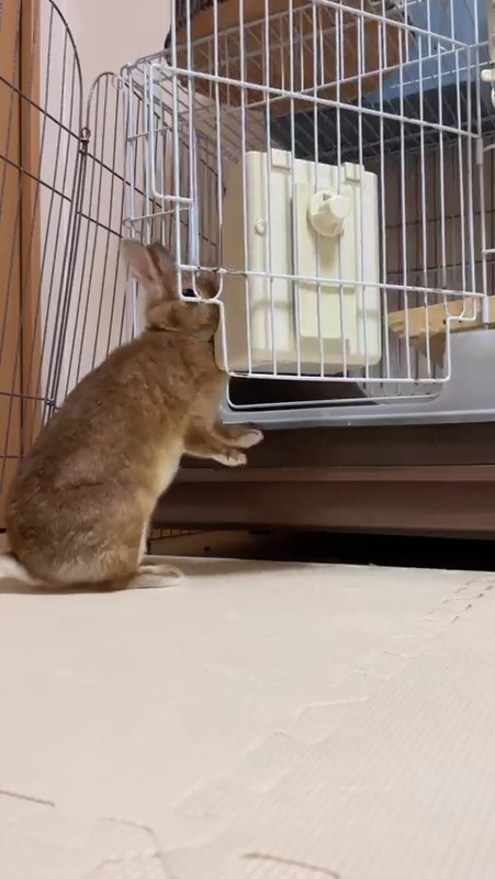 入ろうとするウサギ