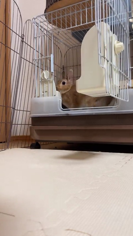 ケージにおさまるウサギ