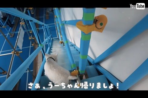 滝沢眞規子の愛犬うーちゃん