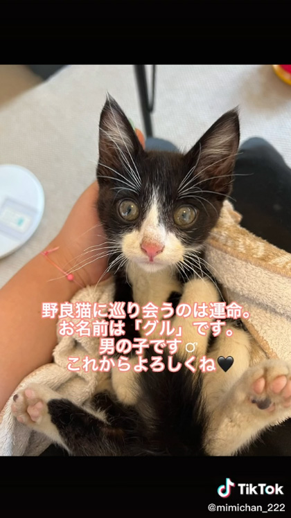 かわいい保護子猫