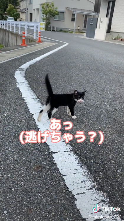 子猫が逃げちゃう