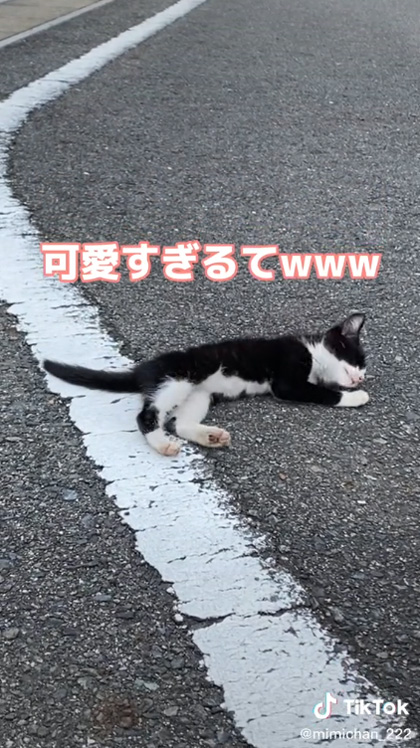 野良子猫