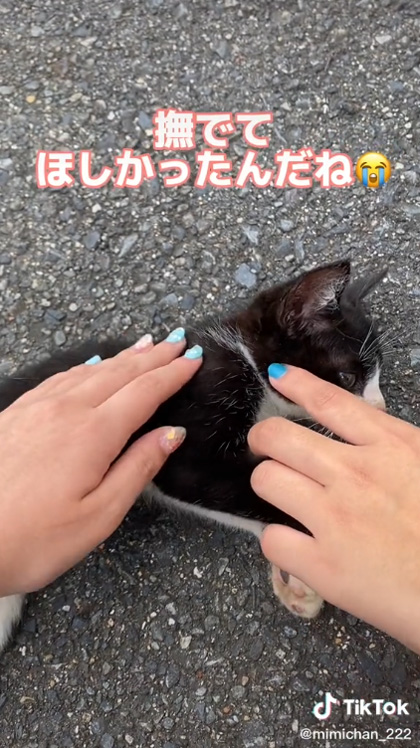 なでて欲しい子猫