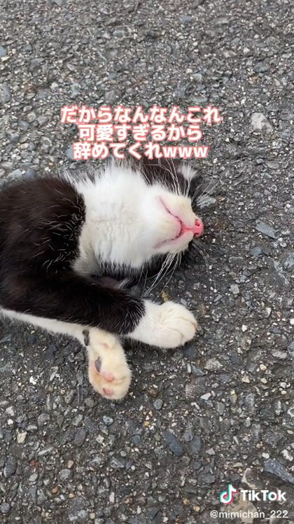 安心している子猫