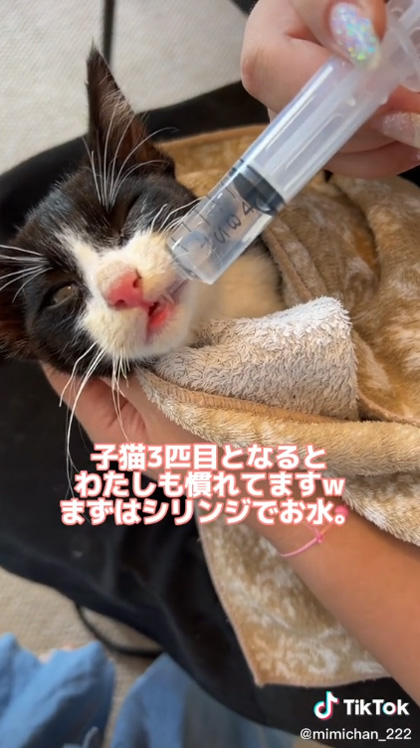 子猫にシリンジでお水を与える
