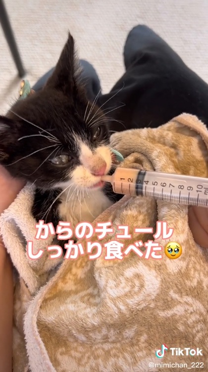 ちゅ〜るを食べる子猫