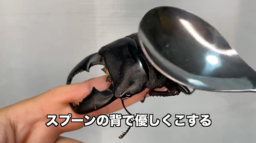 クワガタをスプーンでこする