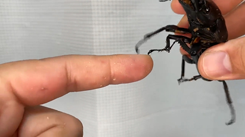 離れたクワガタ