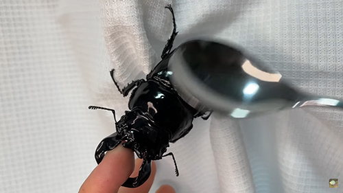 タランドゥスオオツヤクワガタ