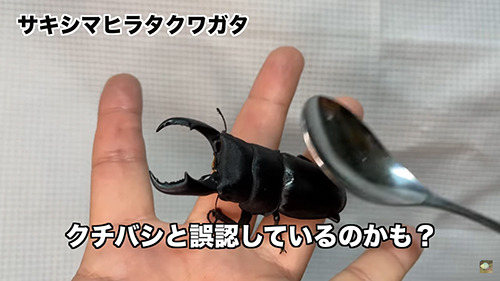 クワガタが誤認しているのかも