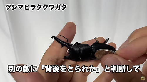 背後を取られたと勘違いしているクワガタ