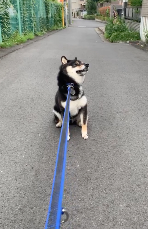 イヤイヤする柴犬