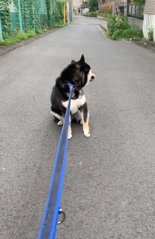 後ろが気になる柴犬