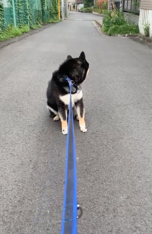 何か見えてる柴犬