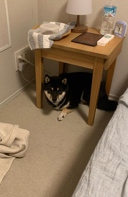 柴犬のお気に入りの場所