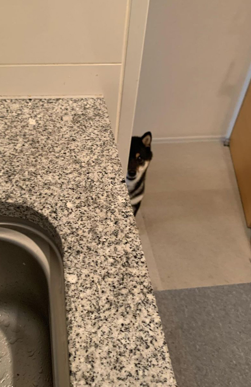 ごはん待ちする柴犬