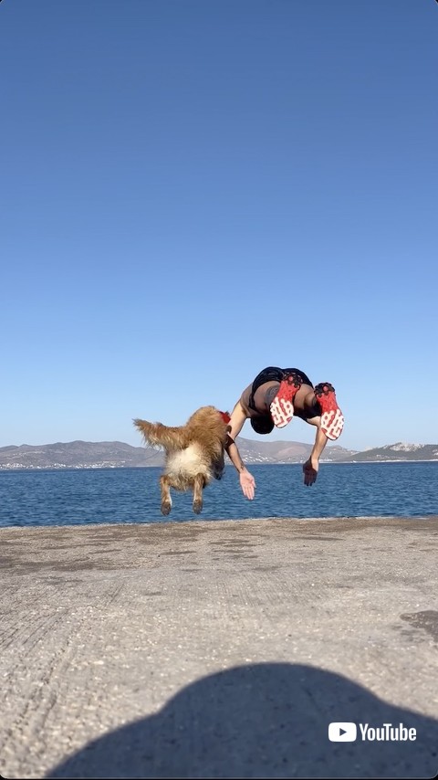 一緒にダイブする犬