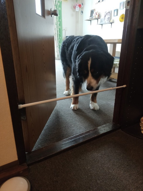 突っ張り棒を見る犬