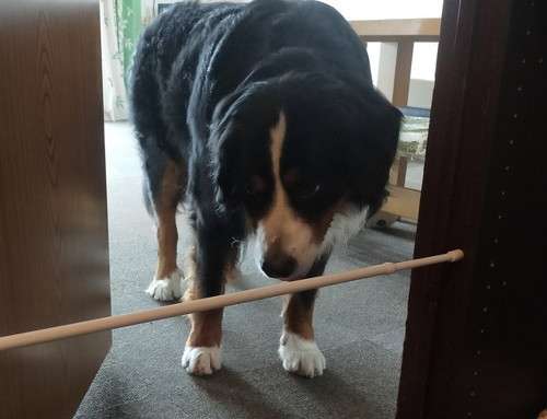 突っ張り棒を見る犬アップ