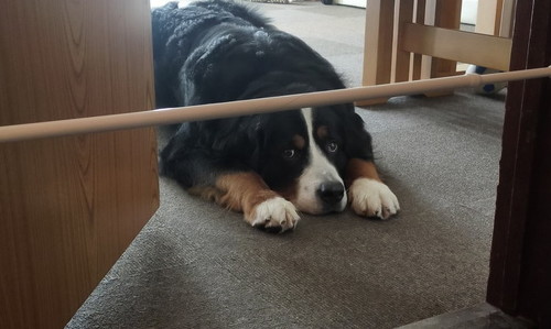 寝そべる犬アップ