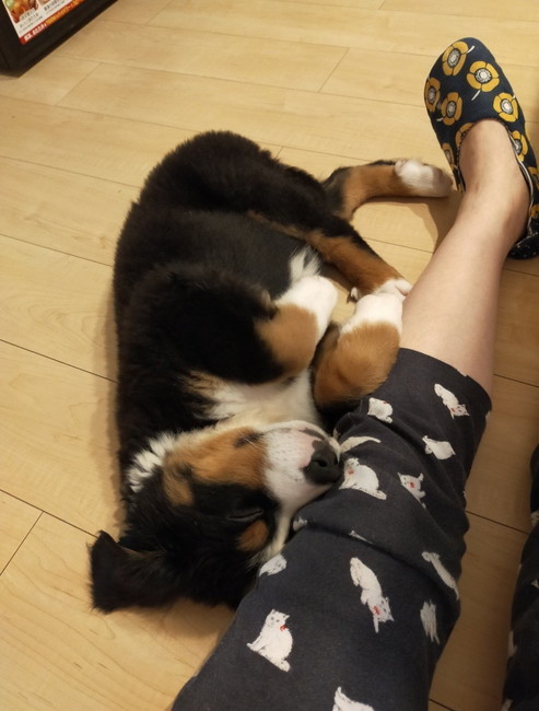 子供のバーニーズ