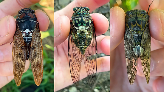 セミ取りチャレンジ