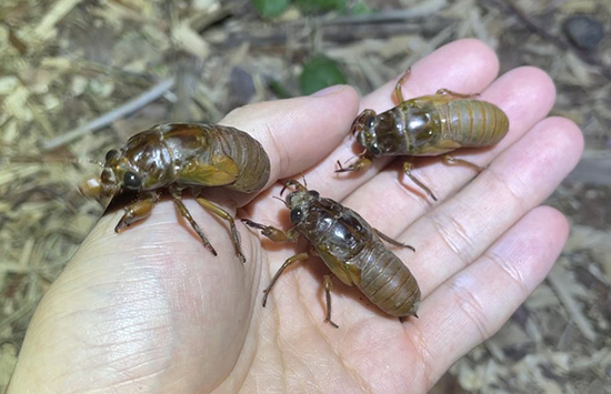 セミの幼虫たくさん