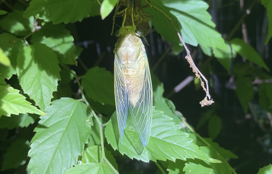 羽化直後のセミ
