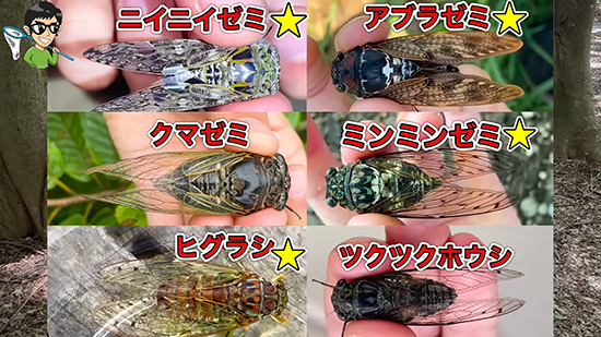 ミンミンゼミさま専用ページ2 アブラゼミ、ニイニイゼミ、クマゼミ…… “1日本気でセミとり