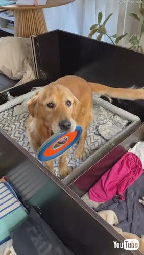 「Dog Wants to Play with Newborn Puppies || ViralHog」