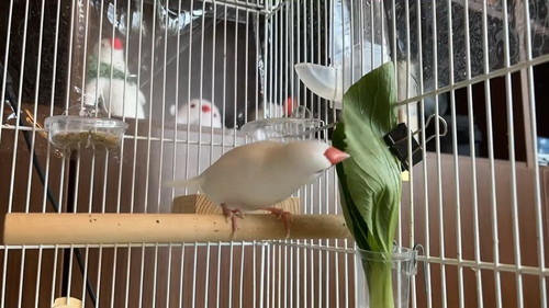 北斗神拳まろくん