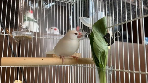 北斗神拳まろくん