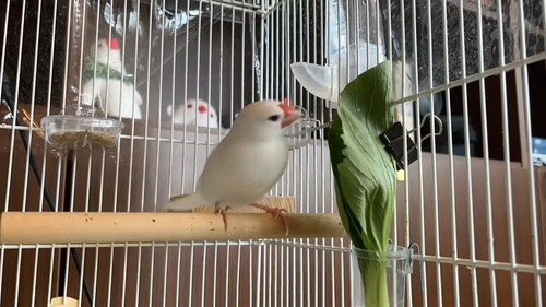 北斗神拳まろくん