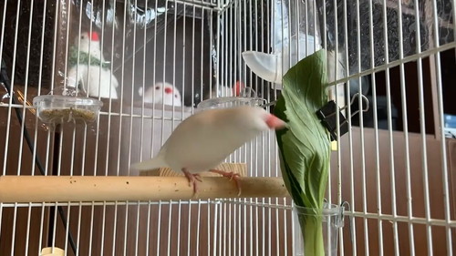 北斗神拳まろくん